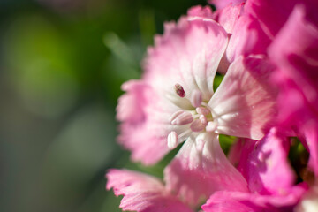 The beautiful lily flower was taken with macro photography technique as a close-up. sweet william flower. 