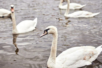 White swans in Prague on the Vltava river next to the Charles Bridge, Czech Republic