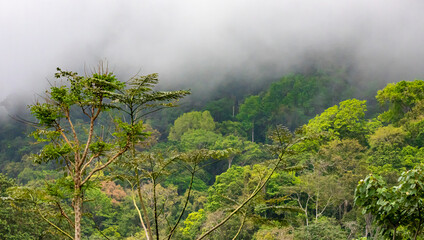 Fototapeta na wymiar Trees in the jungle with fog in the background.