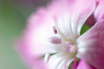 The beautiful lily flower was taken with macro photography technique as a close-up. sweet william...