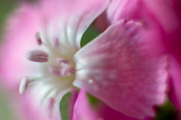 Fototapeta na wymiar The beautiful lily flower was taken with macro photography technique as a close-up. sweet william flower. 