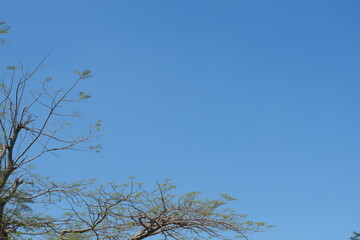 branches of a tree against blu sky