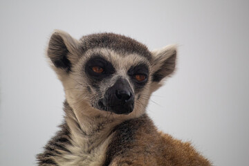 Photo of a beautiful lemur