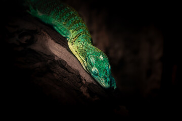 Green lizard