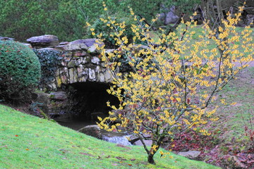 H&uuml;bscher gelber Strauch an einem Steg  im Nerotal Park in Wiesbaden der Landeshauptstadt von Hessen