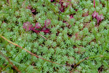 A small meadow overgrown with moss that looks like an exotic plant, with drops of dew and slightly blurred at the edges