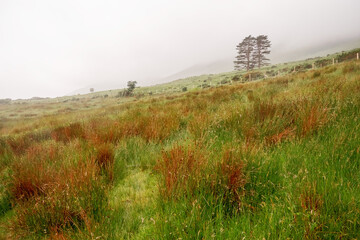 Lonely pine trees in a field, Mountain hill in the background. Low clouds and fog in the background, Nature scene background. Connemara, Ireland. Nature background