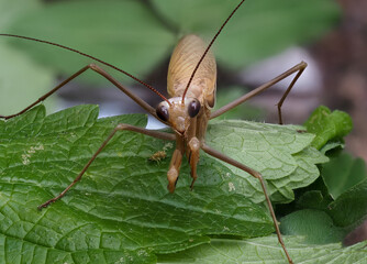 Close-up of a brown praying mantis