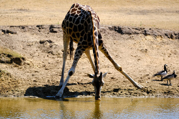 giraffe drinking water