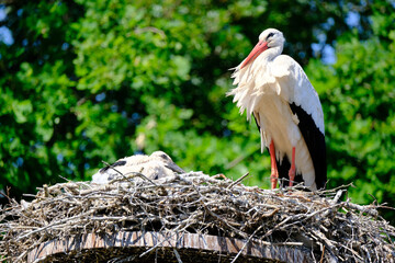 white stork in nest