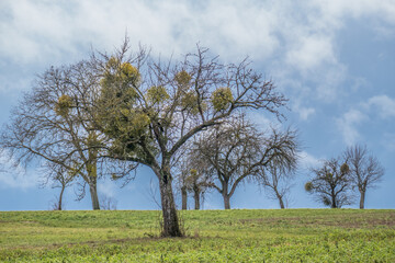 Fototapeta na wymiar Baum mit vielen Misteln im Winter