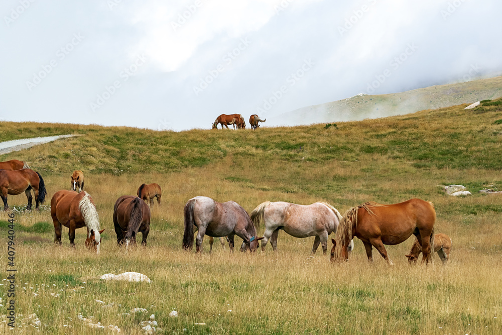 Wall mural Herd of wild horses in the Andorran Pyrenees enjoying the wildlife