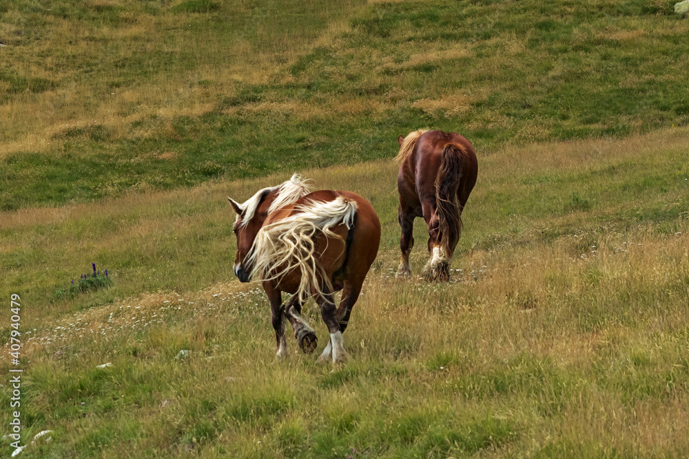 Wall mural Herd of wild horses in the Andorran Pyrenees enjoying the wildlife