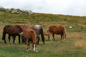 Naklejka na ściany i meble Herd of wild horses in the Andorran Pyrenees enjoying the wildlife