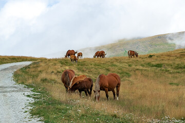 Naklejka na ściany i meble Herd of wild horses in the Andorran Pyrenees enjoying the wildlife
