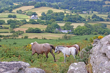 Dartmoor ponies on Meldon Hill	