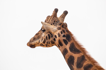 View of a giraffe in the zoo