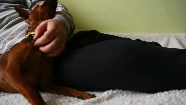 Owner making massage to his lazy on bed. Stroking, petting. Owner loves the pet