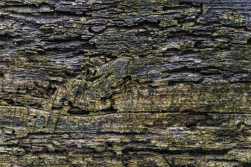 Weathered wood flat surface with passages from the larvae of woodworm beetles. Texture of the rotten moldering and cracked of old wood.