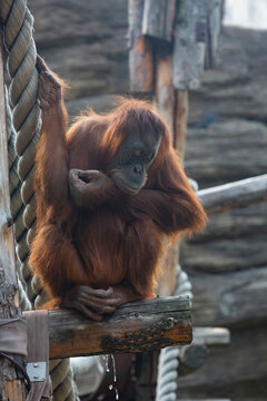 sad pissing orangutan in the zoo	