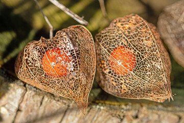 Früchte der Lampionblume