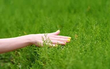 Female hand on green foliage of a bush. Environmental protection and ecology concept.