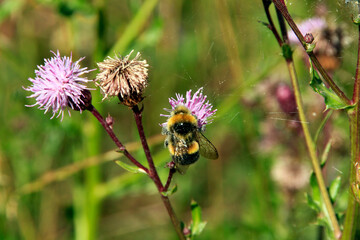 Gartenhummel auf einer Distelbluete. Thueringen, Deutschland, Europa
Garden bumblebee on thistle flower. Thuringia, Germany, Europe