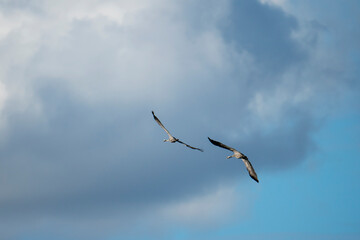 Common Crane bird