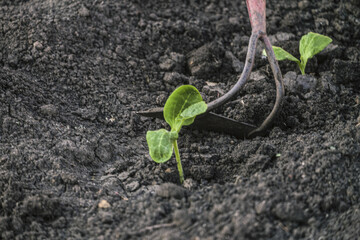 Weeding the beds of cucumber sprouts with a metal hoe. Selective focus.