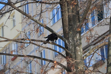 crow on a tree
