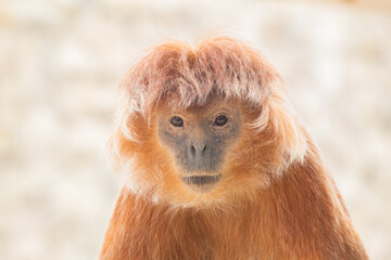 Cute monkey posing for the camera © NIKOS