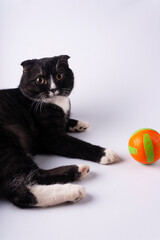 Black kitten playing with a ball on a white background.