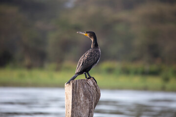 Cormorant in Lake Naivasha, Kenya