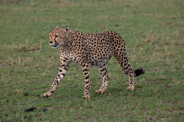 Fototapeta na wymiar Cheetah in Masai Mara Game Reserve in Kenya