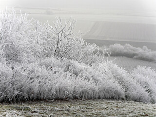 Winter Landscape In Rhinehesse