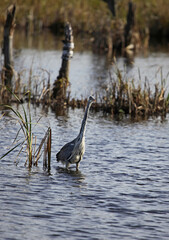 Grey Heron, Schwenninger Moss, Villingen-Schwenningen, Renaturation And Origin Of River Neckar Germany