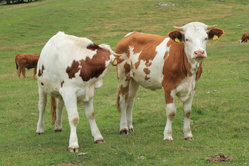 Fototapeta na wymiar Cows Grazing In The Mountains