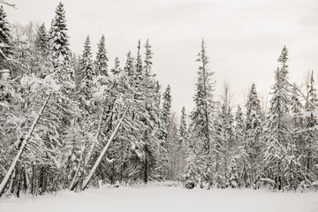 Snow-covered forest