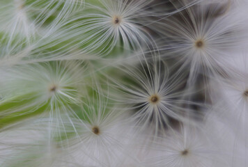 Abstract, ethereal looking close up macro of the delicate fluff and seeds of a dandelion bloom