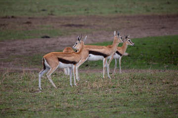 Naklejka na ściany i meble Thomson Gazella in Masai Mara Game Reserve, Kenya