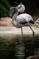 Beautiful flamingos play with the water of the lake
