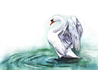 Watercolor image of single white swan standing in pure water and ready to spread its wings. Hand drawn illustration of elegant bird with beautiful white plumage, graceful long neck and orange beak