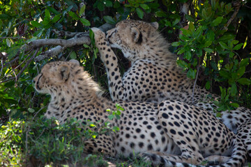 Cheetah in Masai Mara Game Reserve in Kenya