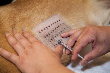 Dog getting a shot by veterinarian in animal hospital