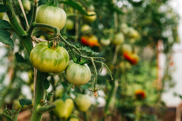 green tomatoes on the branches in the greenhouse. The autumn harvest of tomatoes has not yet ripened.