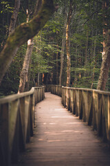 wooden path through the sequoias forest during sunrise