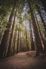 trail that runs under the sequoias forest