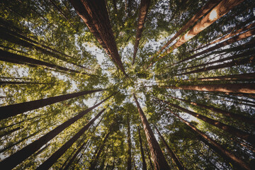 view from the ground under the sequoias in the forest