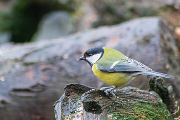 Great tit on a log