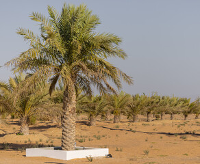 A Palm Farm at a Daytime and Blue Sky
